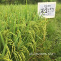 Sementes de arroz sem OGM de alta qualidade